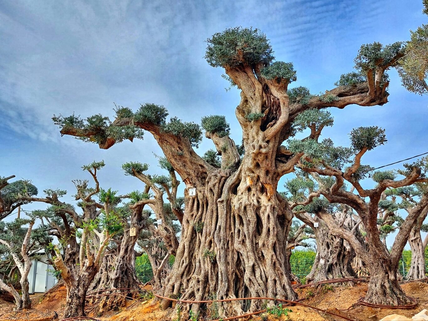 עצי זית, משתלה, עוטף עזה, עץ הזית המבוגר בישראל