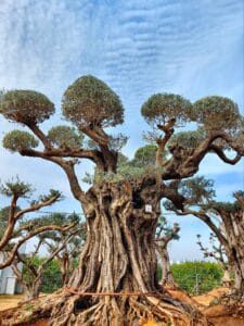 עצי זית, משתלה, עוטף עזה, עץ הזית המבוגר בישראל