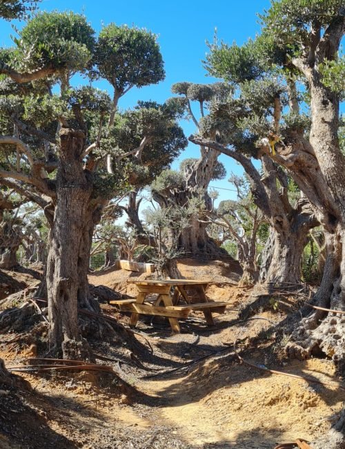 עצי זית, משתלה, עוטף עזה, עץ הזית המבוגר בישראל