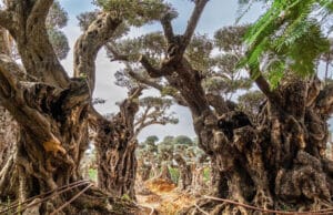 עצי זית, משתלה, עוטף עזה, עץ הזית המבוגר בישראל